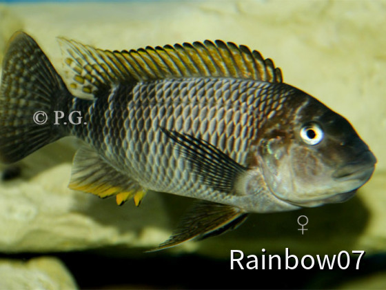 Petrochromis famula " Sangala"
