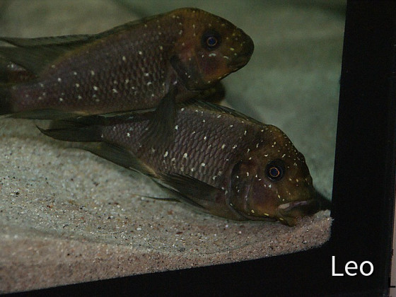 WF Petrochromis Trewavasae