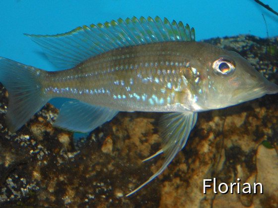 Gnathochromis Permaxillaris