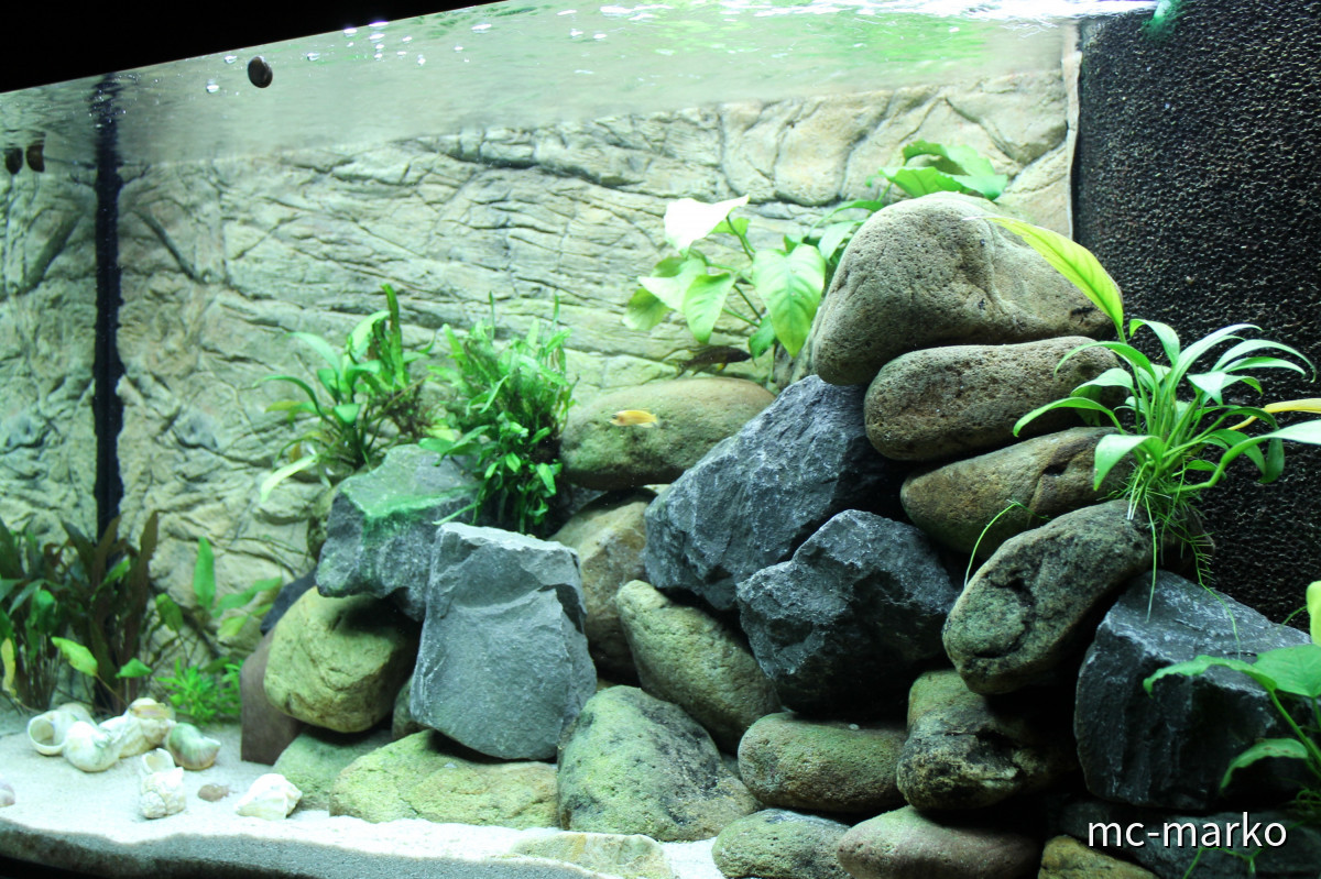 Tanganjikasee Aquarium