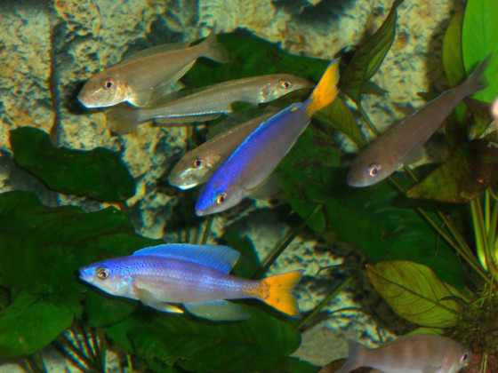 Cyprichromis leptosoma "blue mpimbwe"