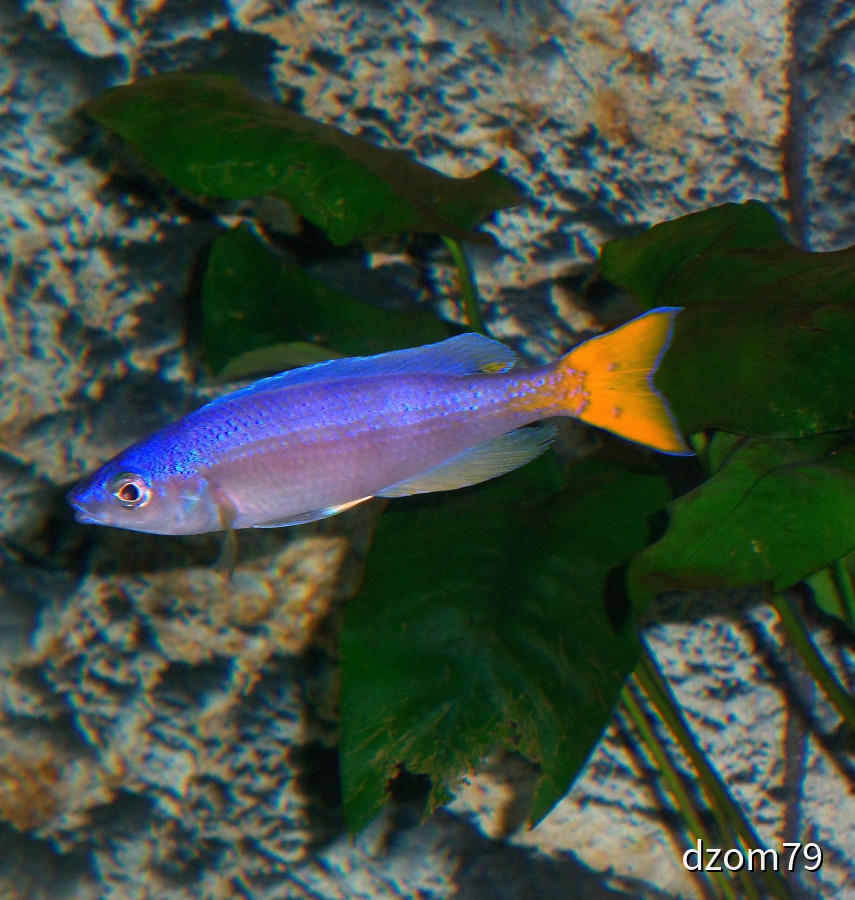 Cyprichromis leptosoma blue mpimbwe