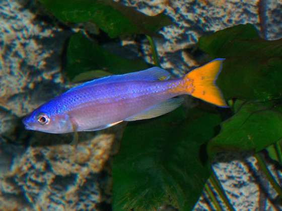 Cyprichromis leptosoma blue mpimbwe