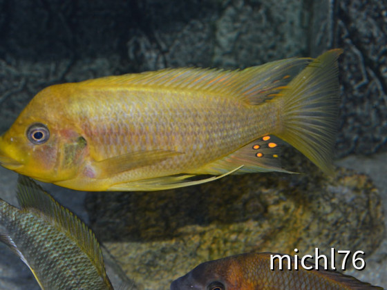 Petrochromis sp. yellow moshi