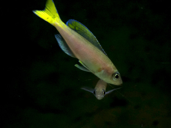 Cyprichromis Leptosoma Utinta
