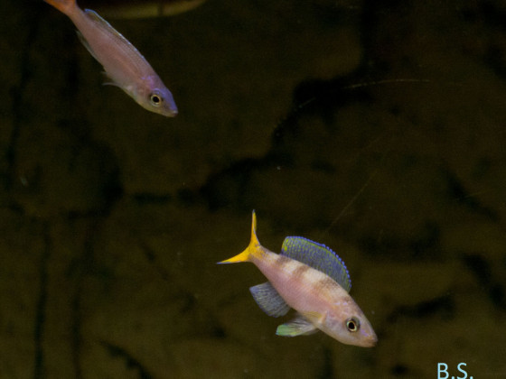 Cyprichromis Leptosoma Utinta "Red Tail"