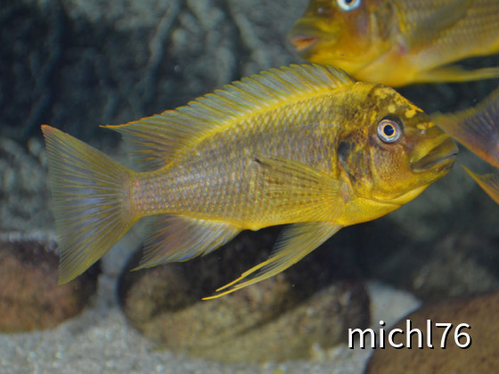 Petrochromis moshi