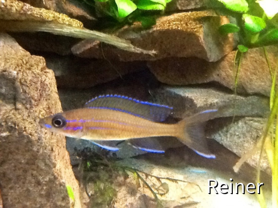 Männchen Paracyprichromis Blue Neon