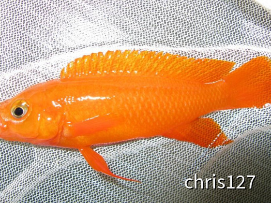Neolamprologus leleupi orange