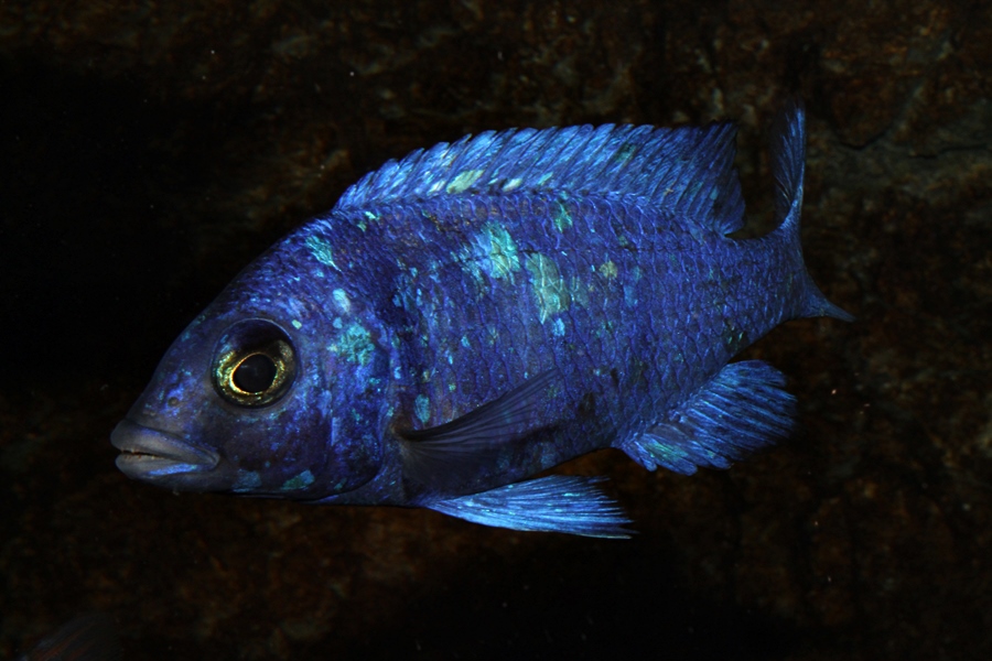 Placidochromis sp. "phenochilus Tanzania" Lupingu