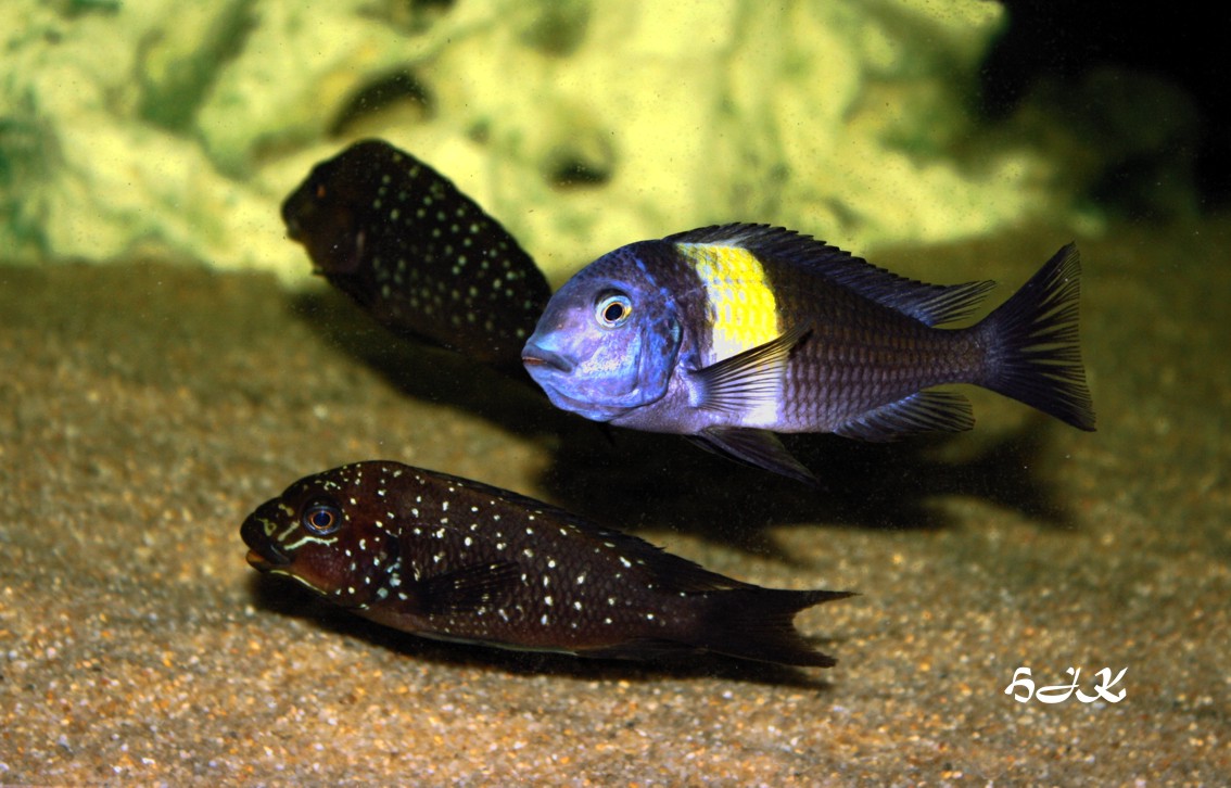 Petrochromis und die Mitbewohner