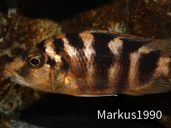 Placidochromis milomo "Mbenji"