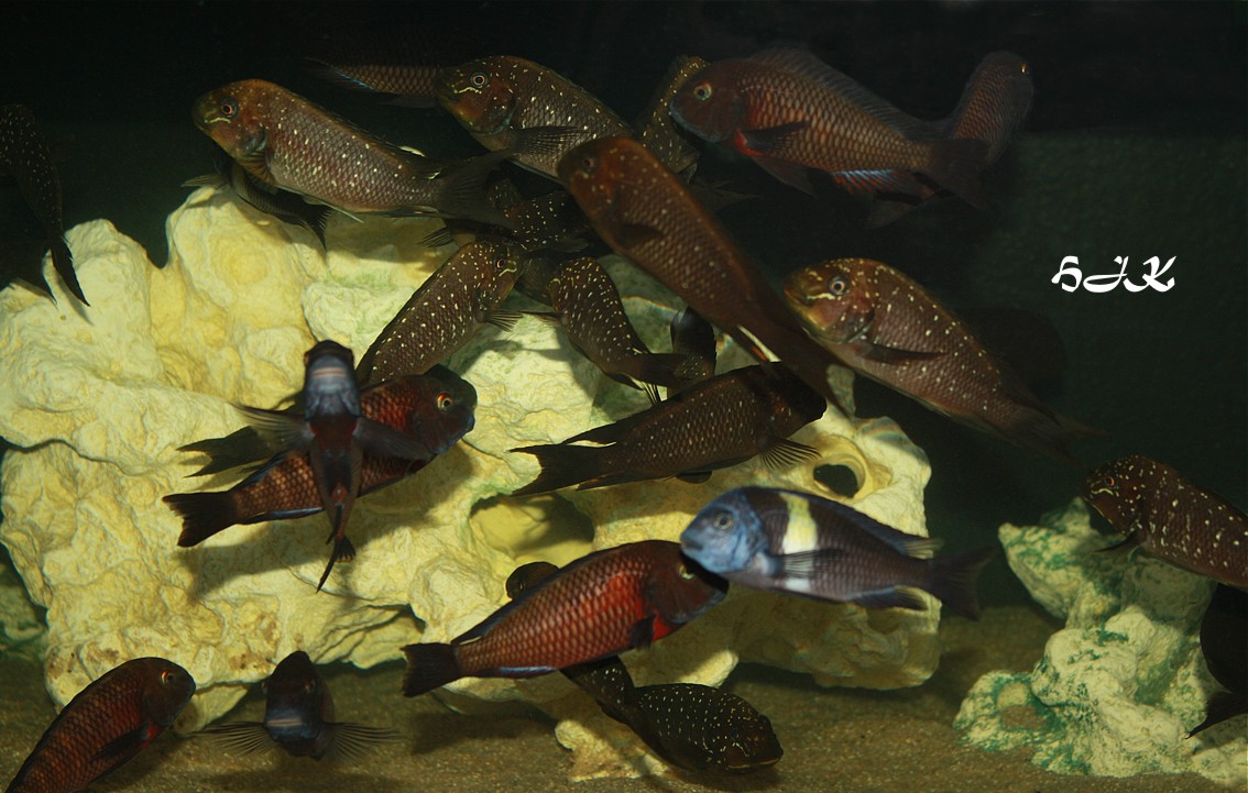 Petrochromis trewavasae und die Mitbewohner