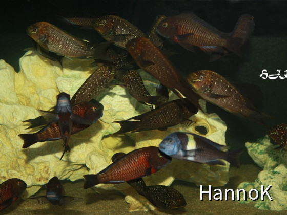 Petrochromis trewavasae und die Mitbewohner
