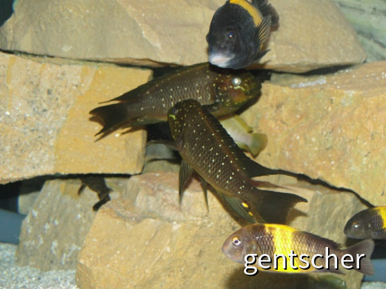 Petrochromis Trewawase,Tropheus Kiriza