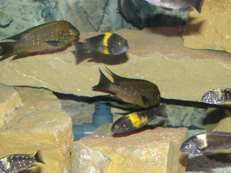 Petrochromis und Tropheus