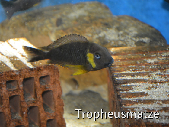 Tropheus sp. Kabimba (canary cheek)