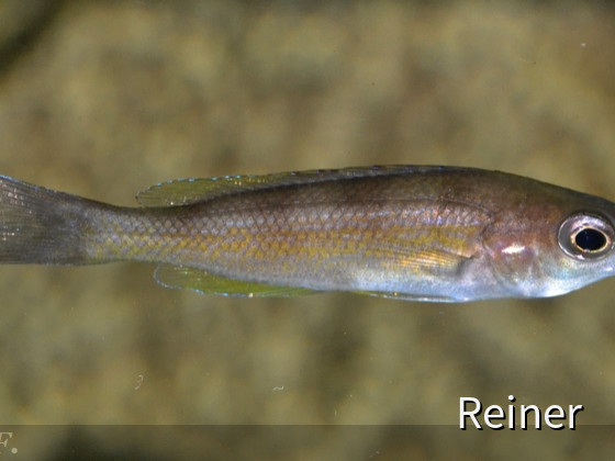 Cyprichromis Zonatus  weibchen  2  06062914