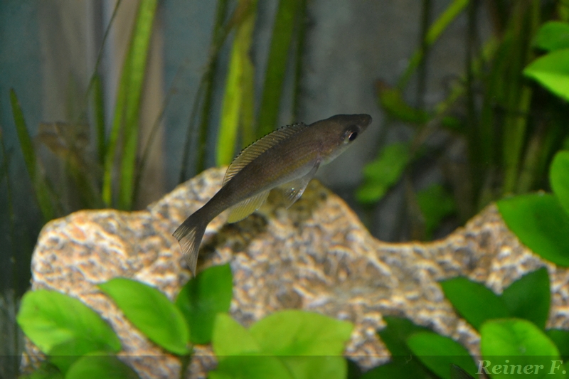 Cyprichromis Zonatus  weibchen 4  06062914