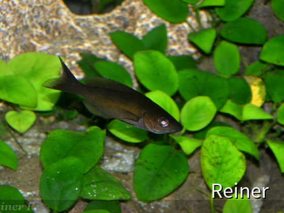 Cyprichromis Zonatus 06062914  black 3