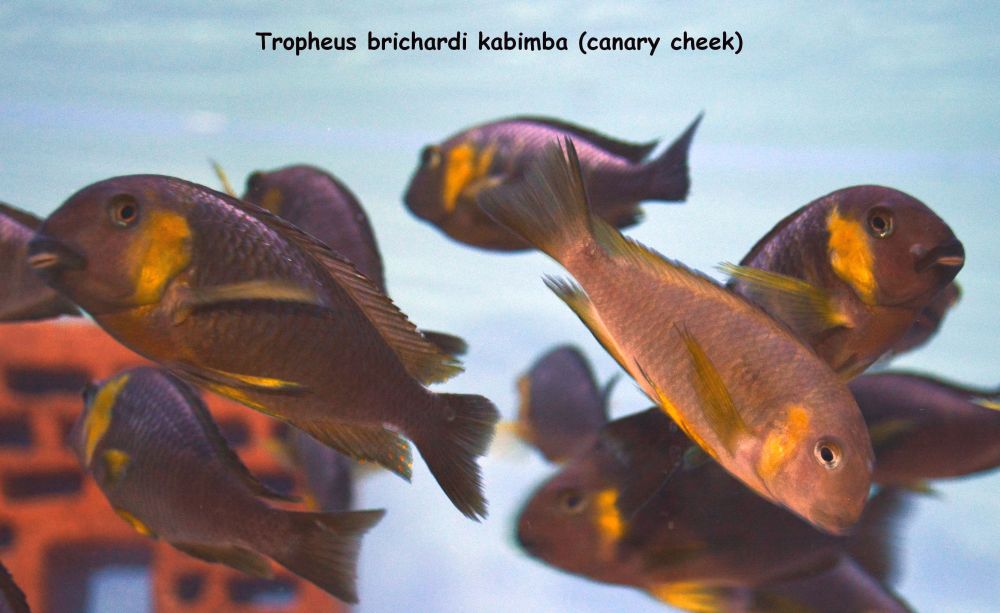 Tropheus brichardi kabimba (canary cheek) WF