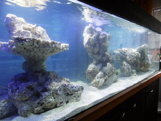 Meerwasser Aquarium