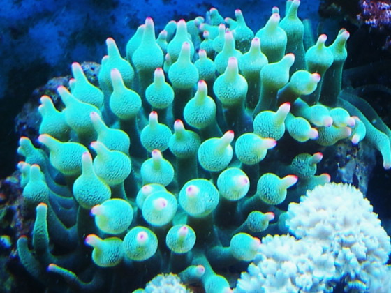 Meerwasser Aquarium - Anemone
