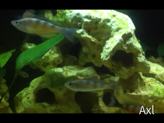 Cyprichromis Zonatus
