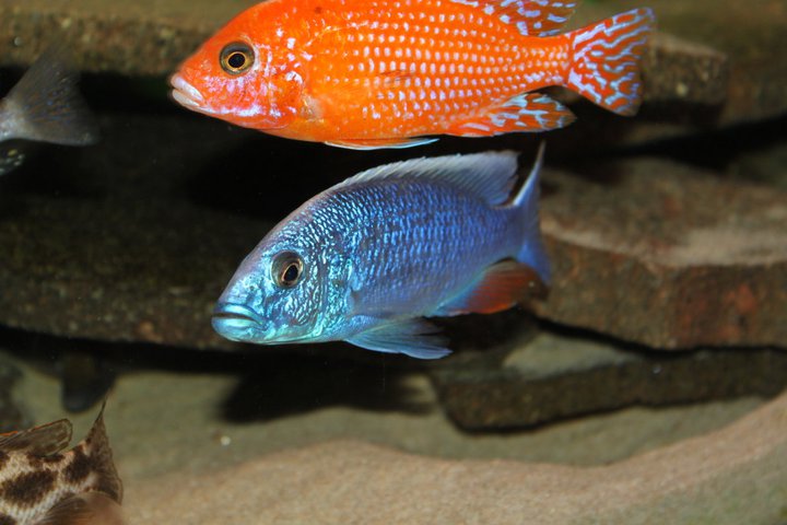 Aulonocara spec. Firefish + Haplochromis Ahli
