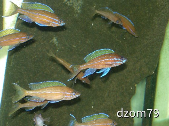 Paracyprichromis blue neon chituta