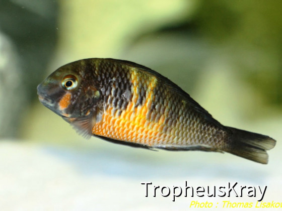 Tropheus sp. Red Belly
