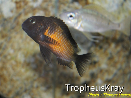 Tropheus sp. Red Belly