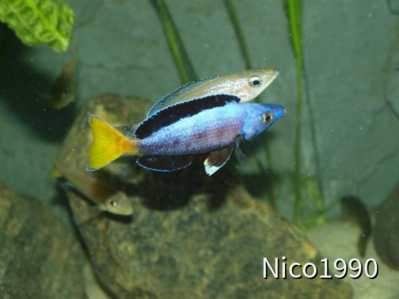 Cyprichromis leptosoma speckleback moba WF