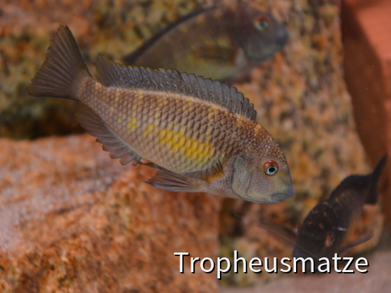 Tropheus golden Kalambo juvenil