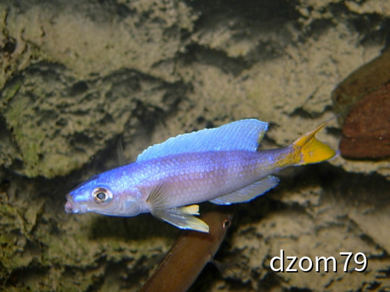 Cyprichromis leptosoma msalaba