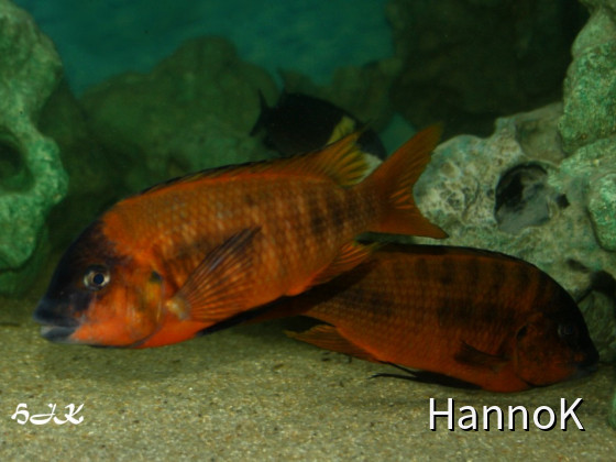 Petrochromis red Bulu Point