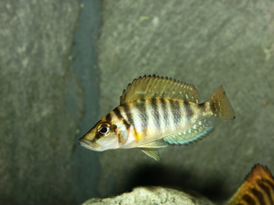 Altolamprologus compressiceps Gombe red