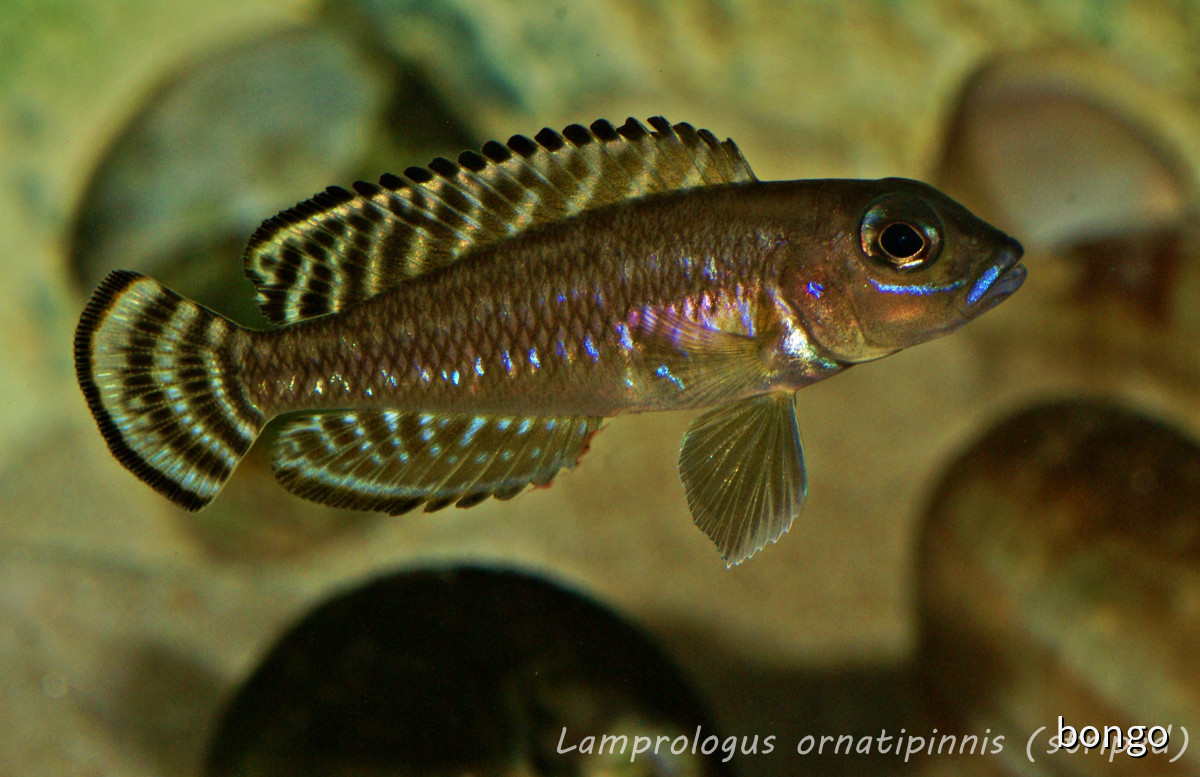 Lamprologus ornatipinnis (striped)