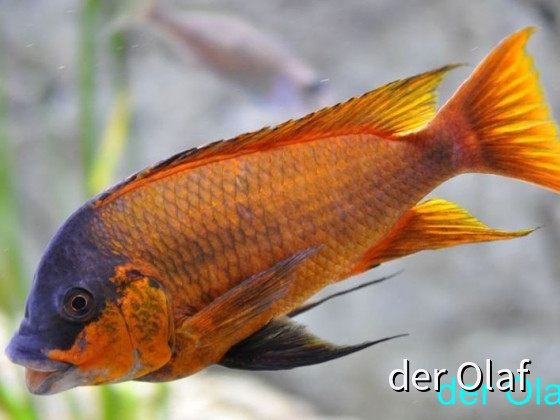 Petrochromis red bulu Point