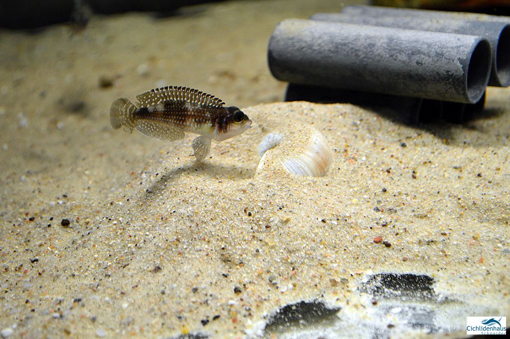 Julidochromis transcriptus Bemba, Lamprologus ocellatus gold & Lamprologus meleagris