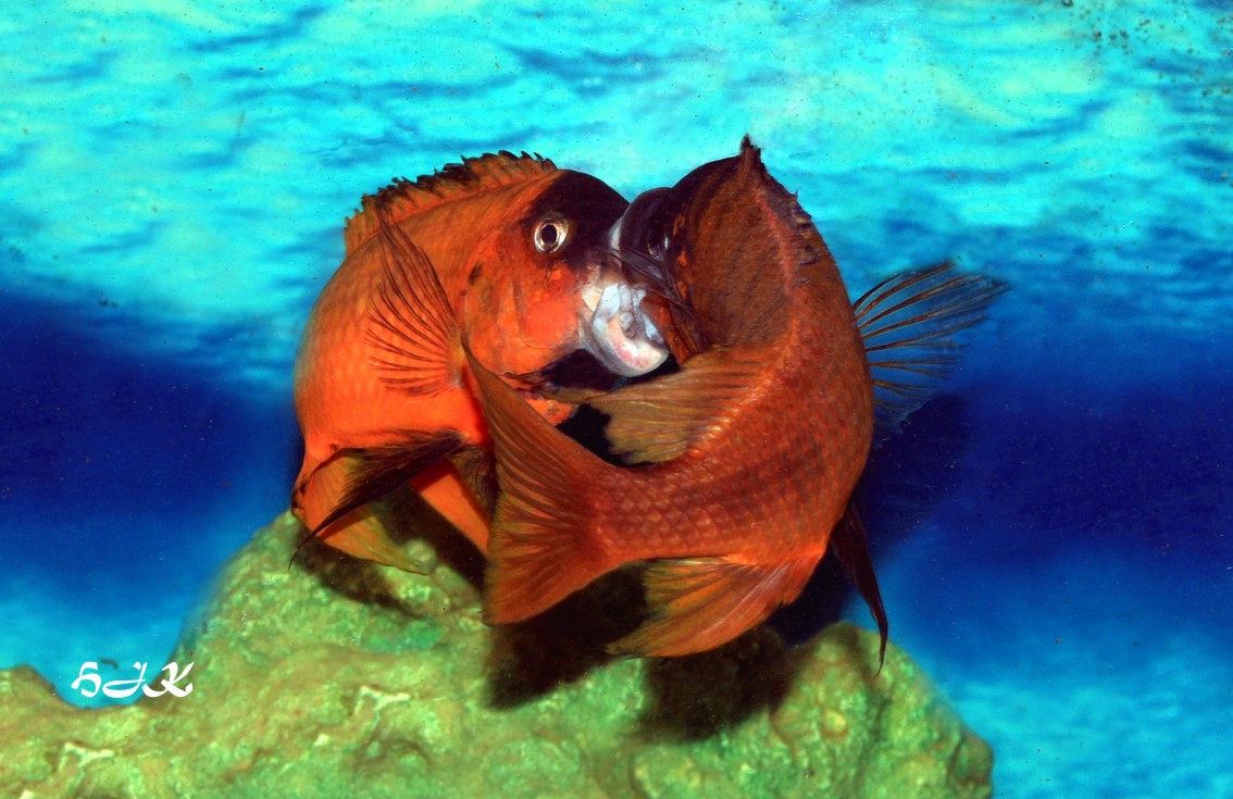 Petrochromis red bulu point
