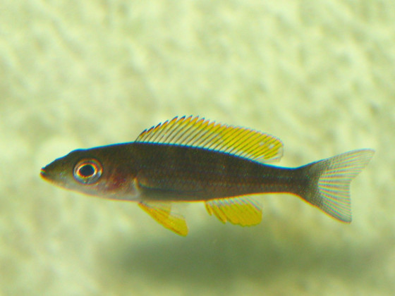 Paracyprichromis spec. "Yellow Cheek" (P. brieni Lusingu / P. brieni Tembwe) w