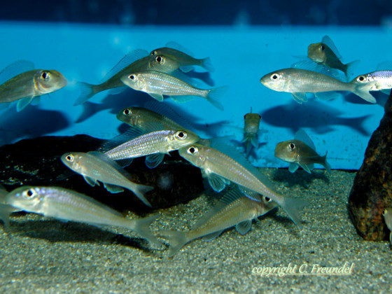 Asprotilapia leptura Purple + Microdontochromis rot & iventralis