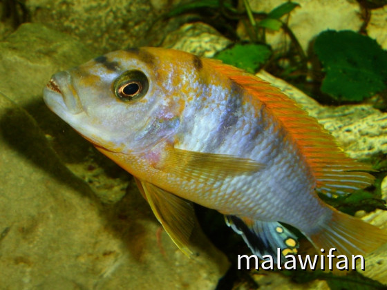 Labidochromis hongi red top