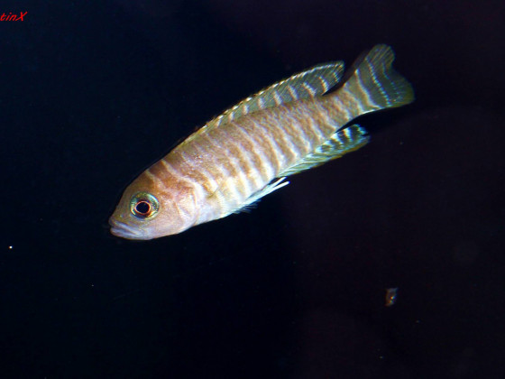 Neolamprologus similis
