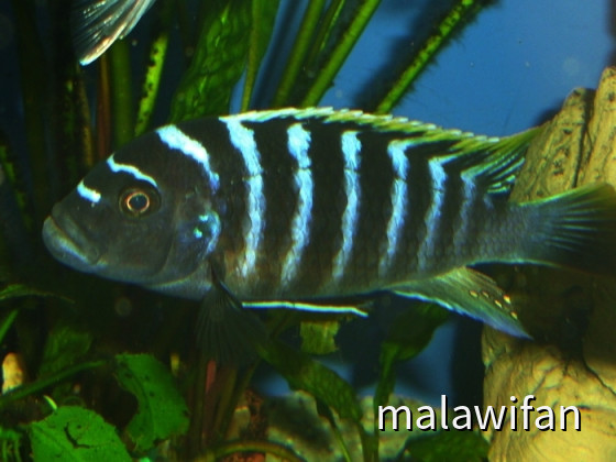 Cynotilapia zebroides red top
