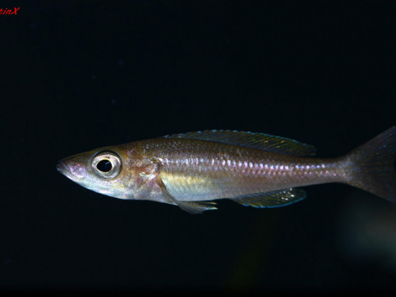cyprichromis leptosoma utinta fluorescent weibchen
