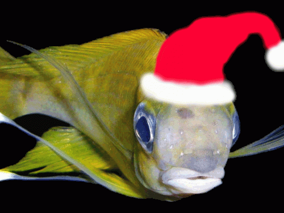 Diethelm`s Weihnachtsfisch ( isabi.de )