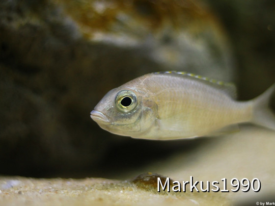 Placidochromis sp. "jalo"