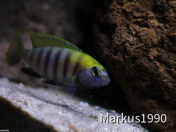 Tropheops sp. "macrophthalmus chitimba"